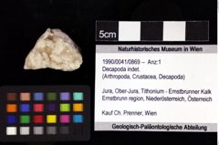 Foto (Objket + Etiketten) von Decapoda indet. 